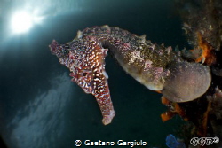 Seahorse posing for my bugeye (cropped to DX) by Gaetano Gargiulo 